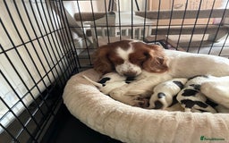 Sprocker dogs for sale: Sprocker puppys - Image 7