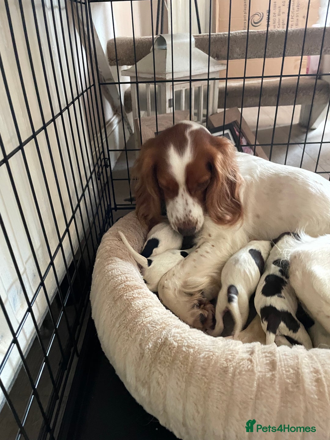 Sprocker dogs for sale: Sprocker puppys - Image 7
