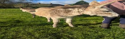 Donkey livestock for sale: Female Donkey Foal for Sale - Advert 3