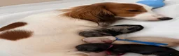 Miniature Dachshund dogs for sale: KC Reg Longhaired Miniature Dachshunds  in Johnstone - Advert 3