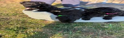 Bordoodle dogs for sale: 🐶😍Gorgeous Borderdoodle Puppies😍🐶 - Advert 11