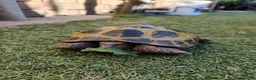 Tortoise reptiles for sale: Russian Tortoise + Enclosure in Nottingham - Advert 13