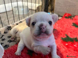 French Bulldog dogs - Advert 4