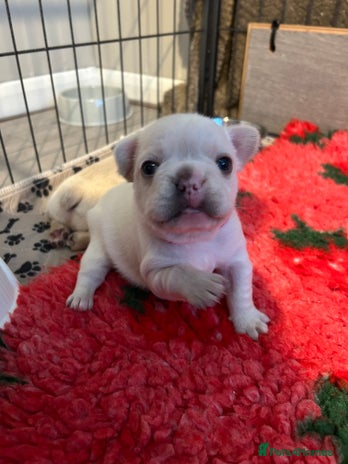 French Bulldog dogs - Advert 4