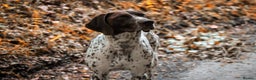 German Shorthaired Pointer dogs for stud: 🔥DUNVEOCH STARMAN OF DISGLAIRHILL🔥 in Llandrindod Wells - Advert 4