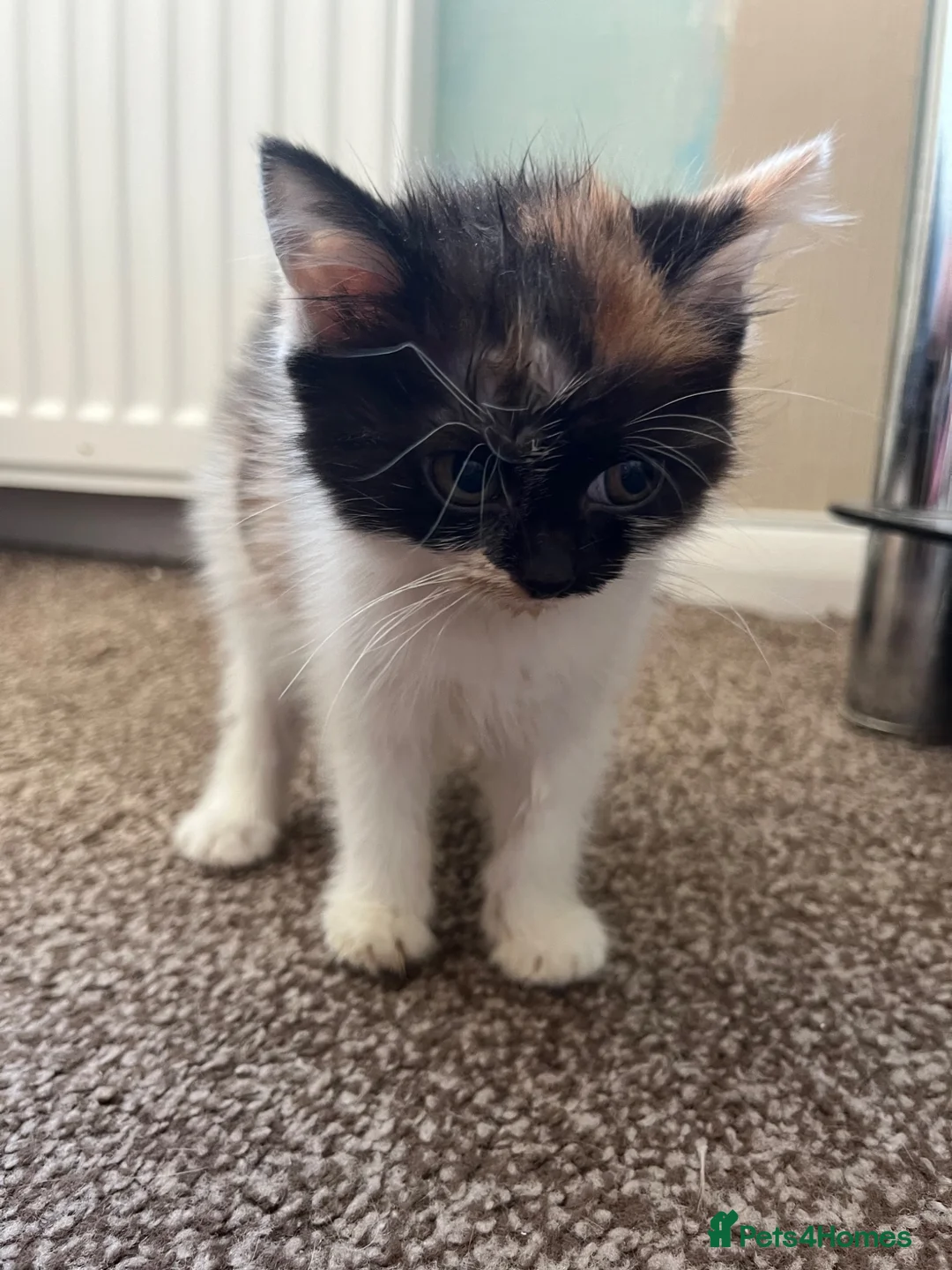 Mixed Breed cats for sale: 2 KITTENS AVAILABLE  - Advert 2