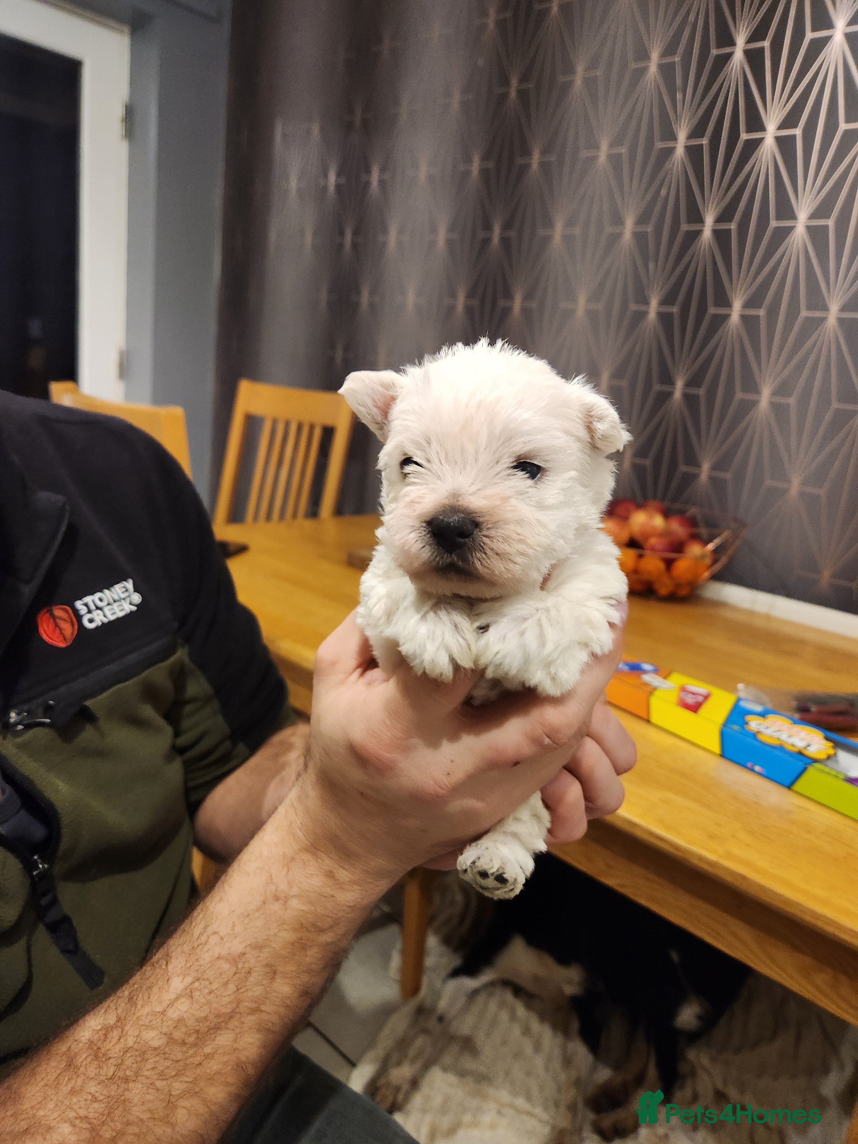 West Highland Terrier dogs West Highland White Terrier puppies - Advert 11