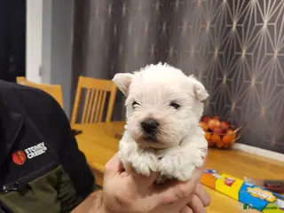 West Highland Terrier dogs West Highland White Terrier puppies - Advert 11