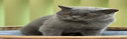 British Shorthair cats for sale: Sisters Looking for Their Perfect Retirement Home - Advert 7