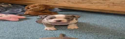 American Bully dogs for sale: Our Pocket Bully puppies  - Advert 21