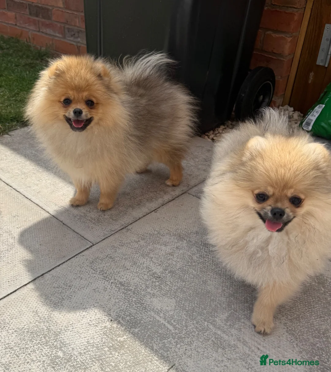 Pomeranian dogs for sale: Teddy face Pomeranians  - Advert 1