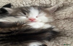 Mixed Breed cats for sale: 5 wee kittens needing homes. - Image 14