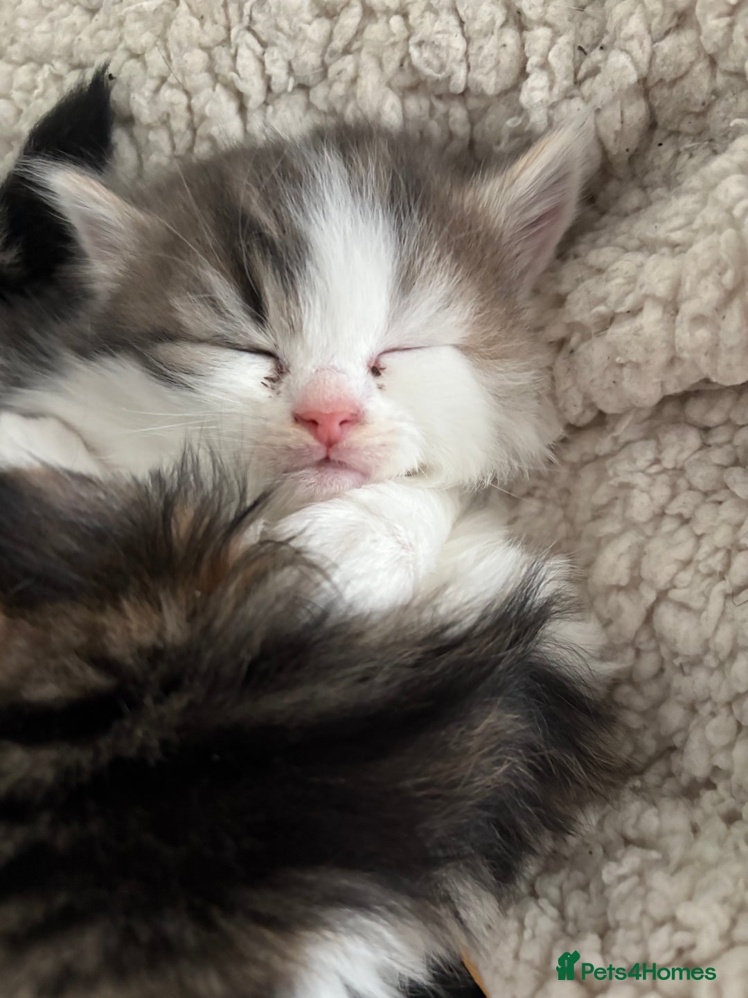 Mixed Breed cats for sale: 5 wee kittens needing homes. - Image 14