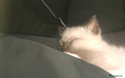 Ragdoll cats for sale: Ragdoll X babies. - Image 5