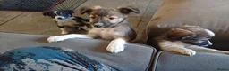 Border Collie dogs for sale: 9 week old Border Collie puppies - Advert 7