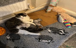 Maine Coon cats for sale: MAINE COON KITTENS SOME POLYDACTYL  - Image 8