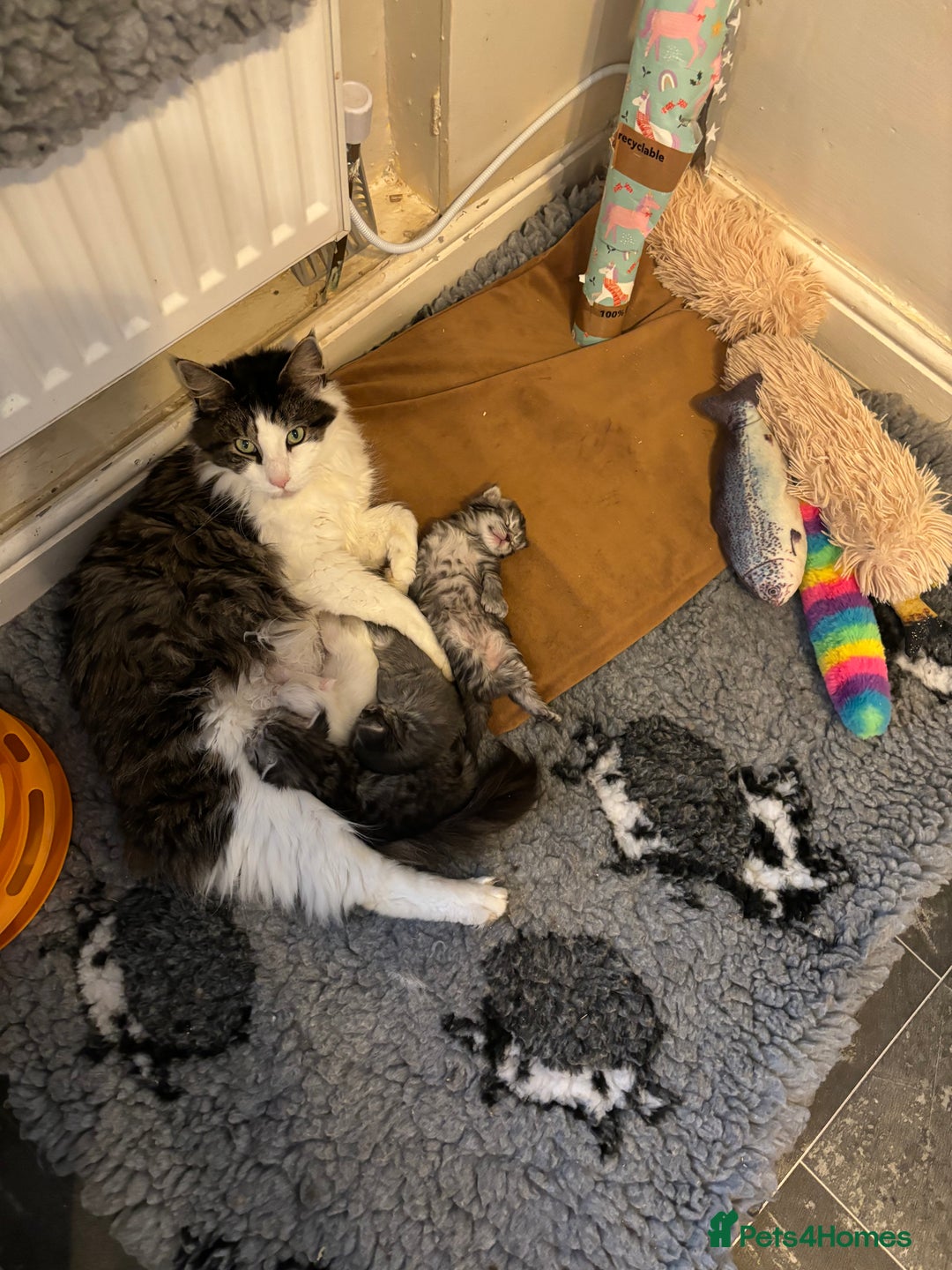 Maine Coon cats for sale: MAINE COON KITTENS SOME POLYDACTYL  - Image 8