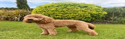 Mini Goldendoodle dogs for sale: NOV pups by POLICE dog trainer & Licensed Breeder - Advert 22