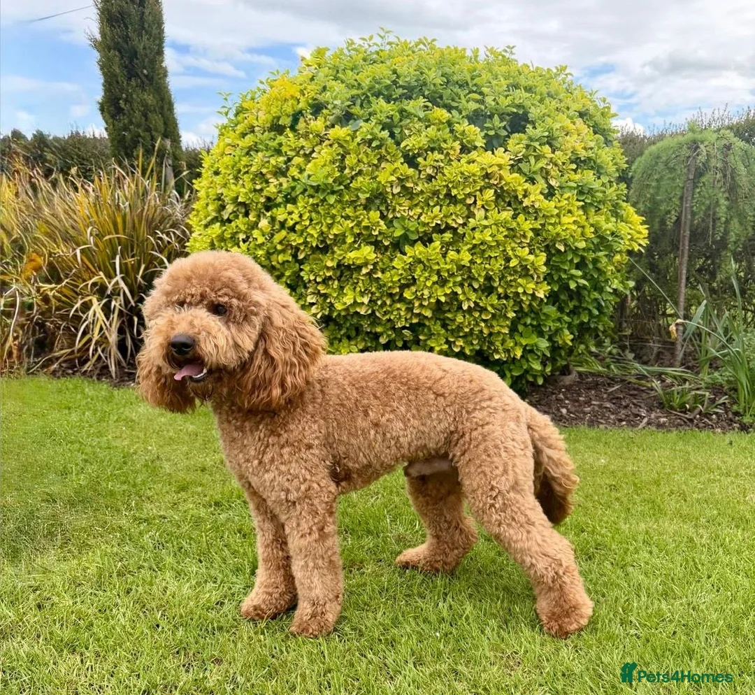 Mini Goldendoodle dogs for sale: NOV pups by POLICE dog trainer & Licensed Breeder - Advert 22