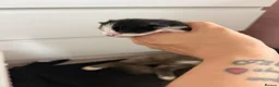 Mixed Breed cats for sale: Black and white kittens  - Advert 15