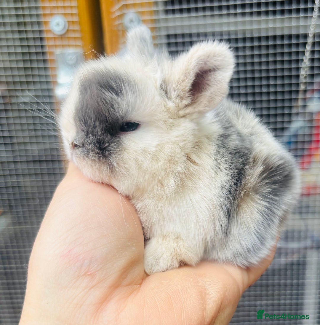 Mini Lop rabbits for sale: PURE bred baby PEDIGREED mini lops  - Image 2