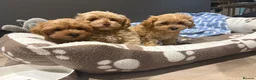 Maltipoo dogs for sale: Multipoo Puppies For Sale - Advert 6