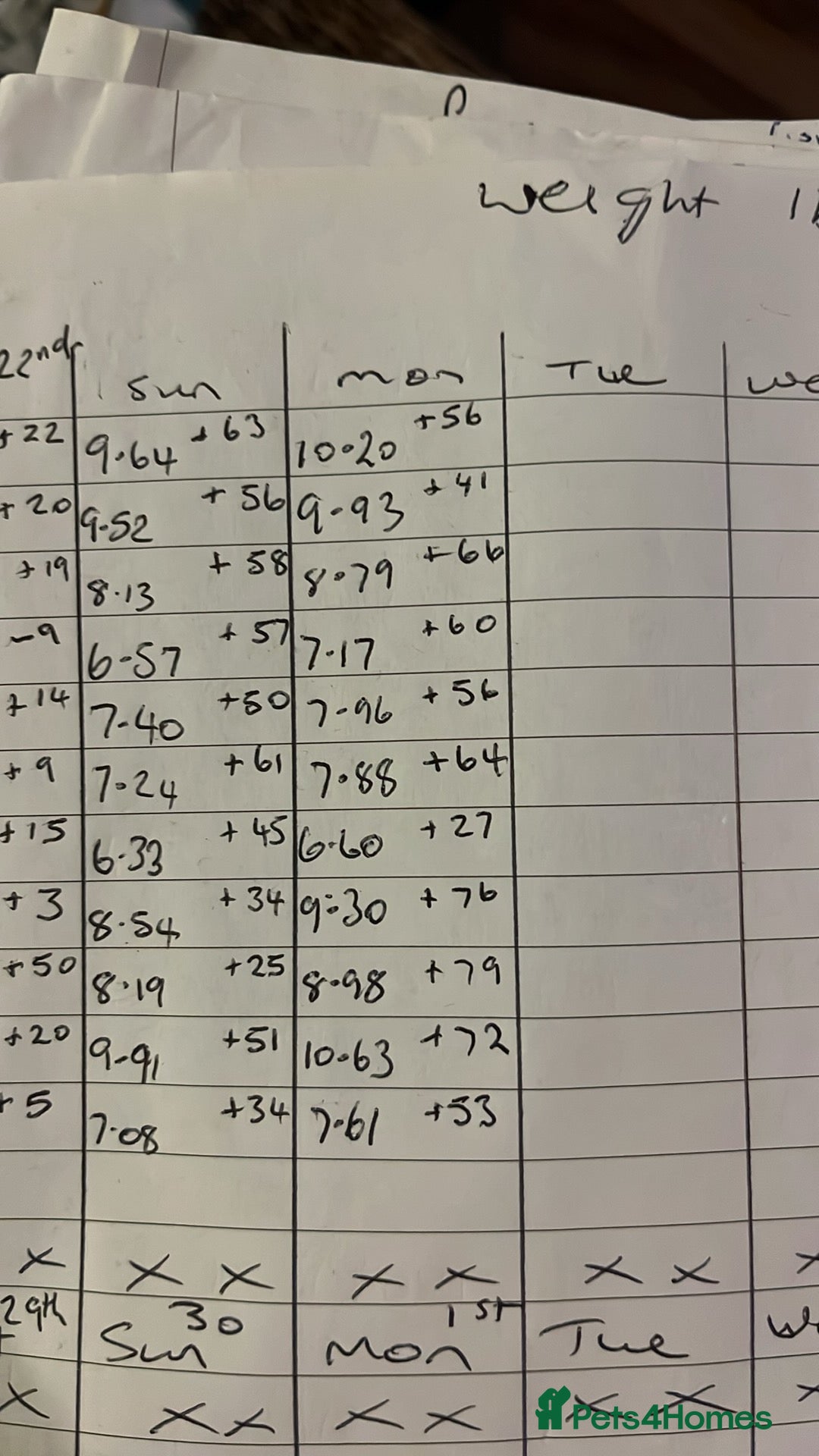 Mixed Breed dogs for sale: German shepherd pups - Advert 23