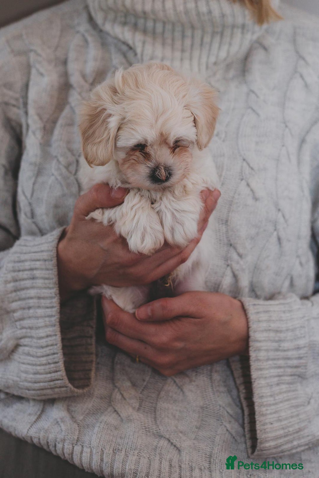 Maltipoo dogs for sale: Five Generation KC tested lineage Maltipoos - Advert 7