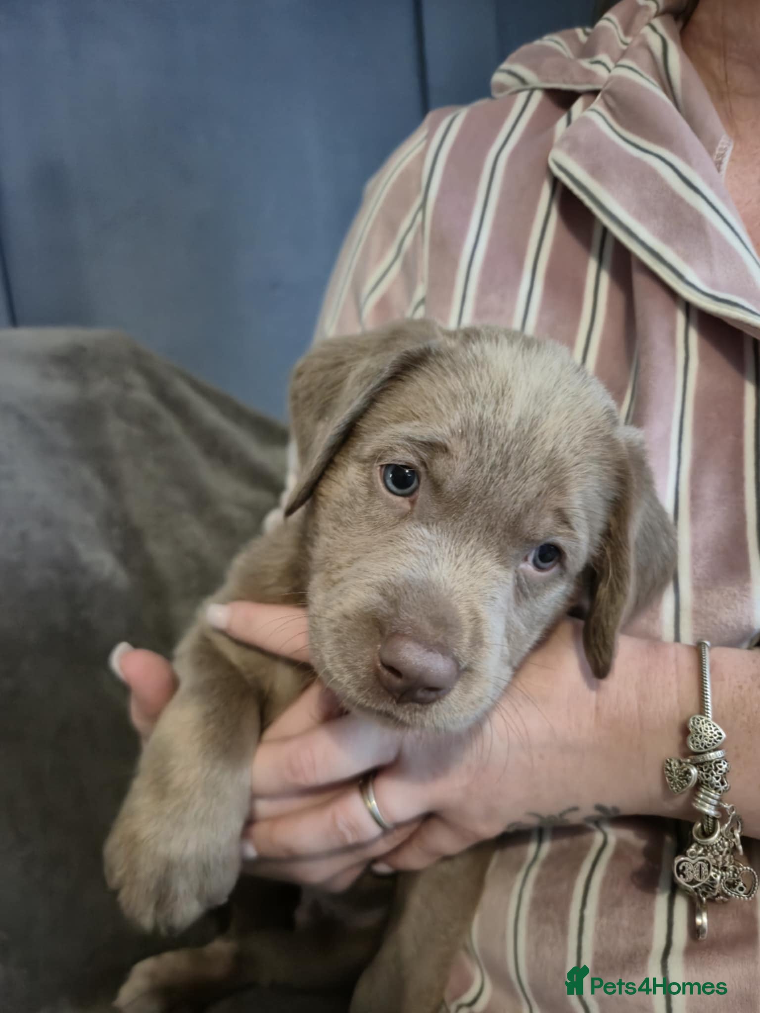 Labrador Retriever dogs Kc registered silver labrador last boy!!  - Advert 8