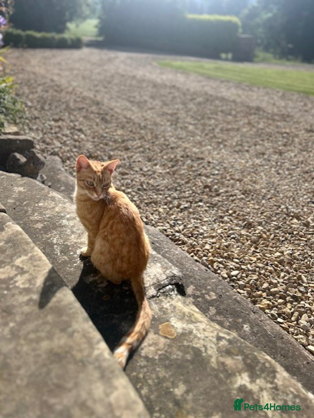 Mixed Breed cats for sale: Tiger is looking for a new loving home - Image 3