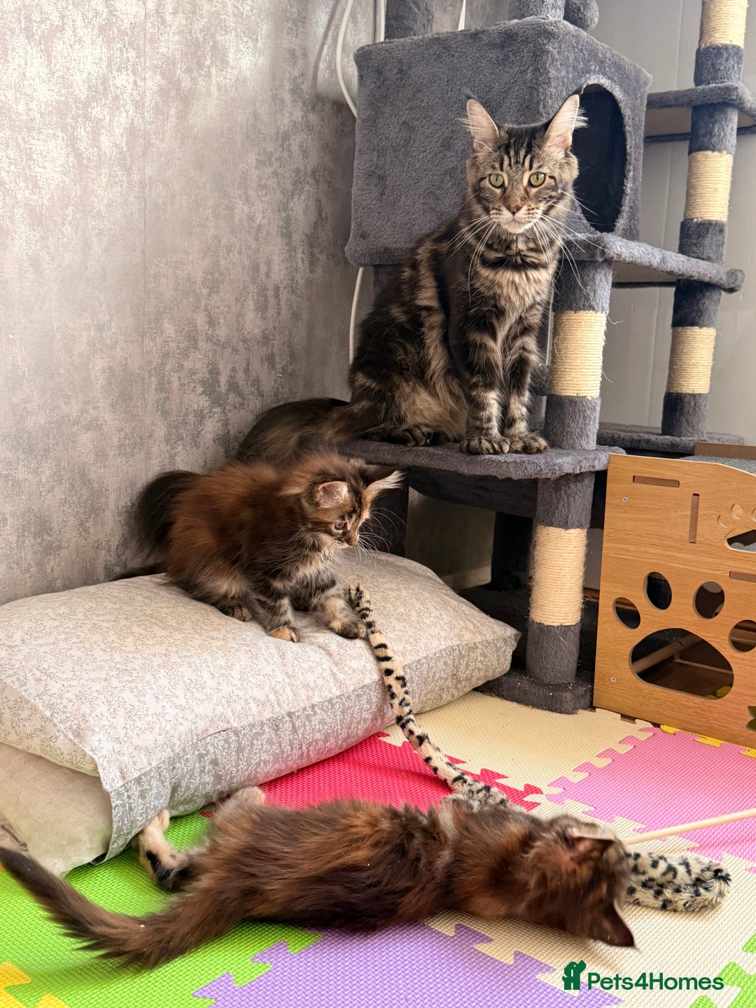 Maine Coon cats for sale: 🐾 2 MAINE COON KITTENS LOOKING FOR LOVING HOME 🐾 - Advert 24