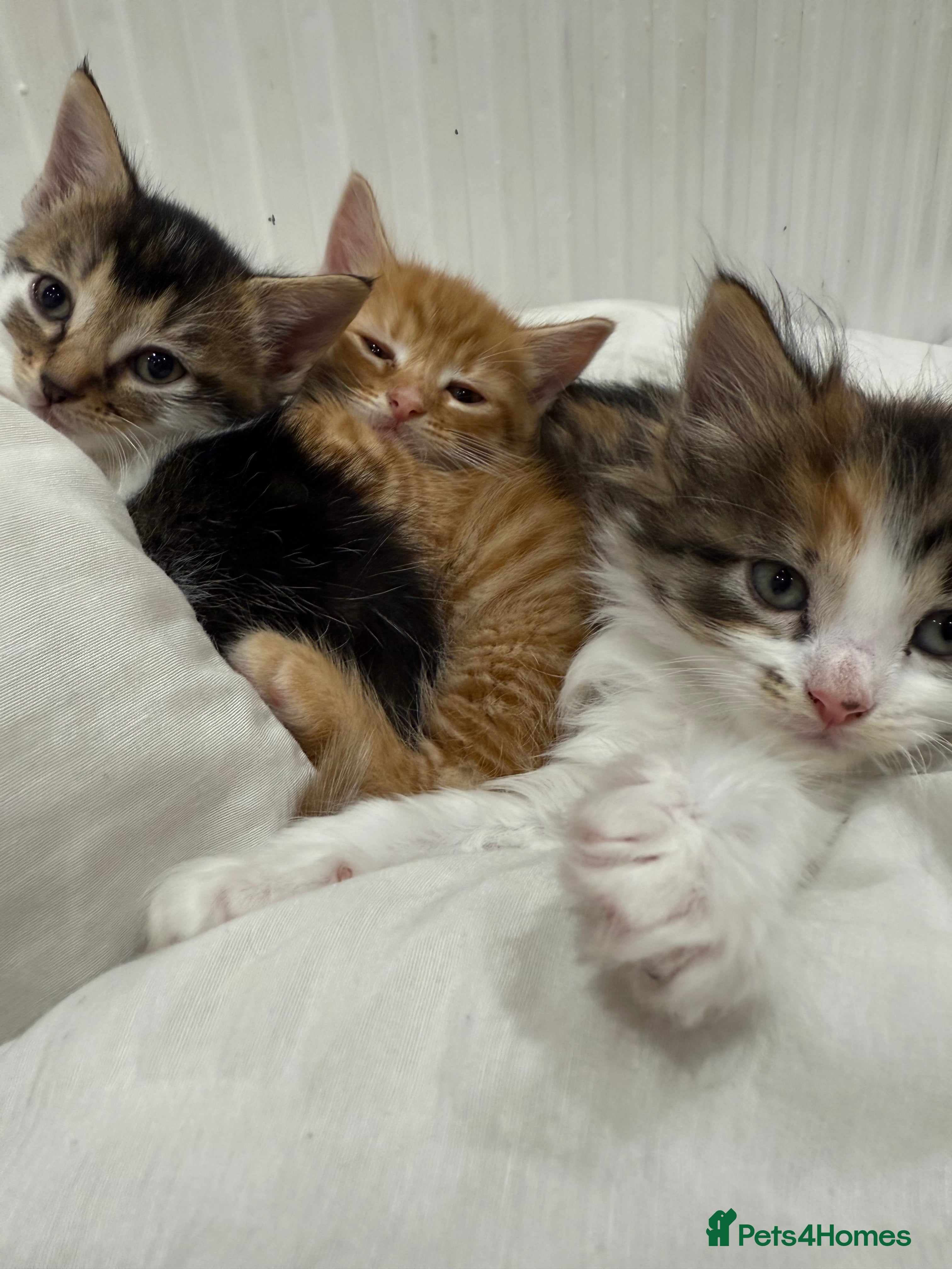 Mixed Breed cats Cute kitten  - Advert 6