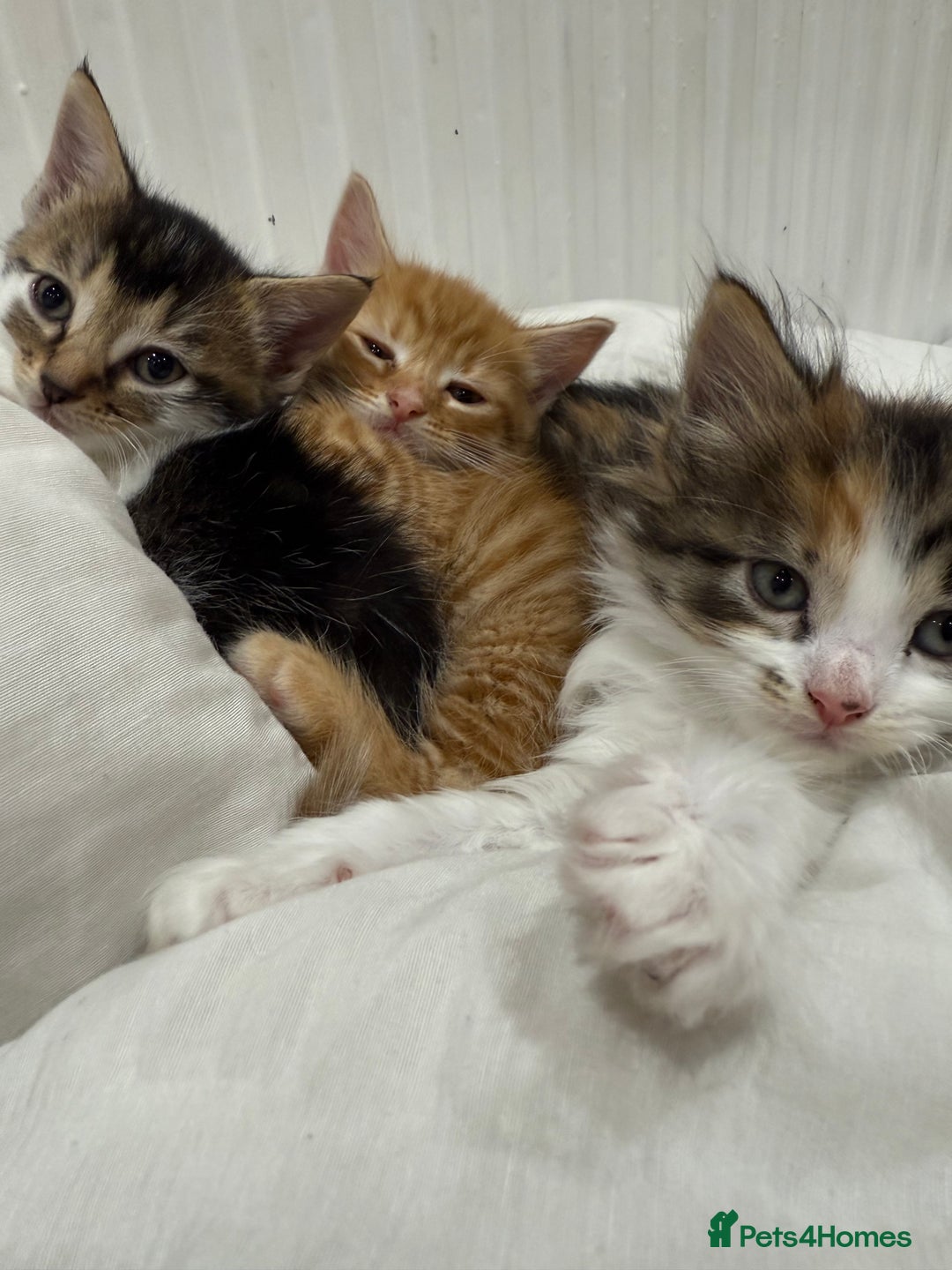 Mixed Breed cats for sale: Cute kitten  - Advert 1