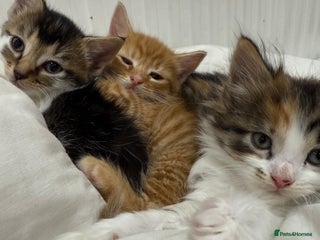 Mixed Breed cats Cute kitten - Advert 1