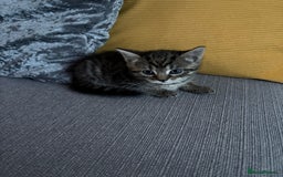 Mixed Breed cats for sale: 4 beautiful kittens for sale - Image 2