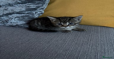 Mixed Breed cats - Advert 6