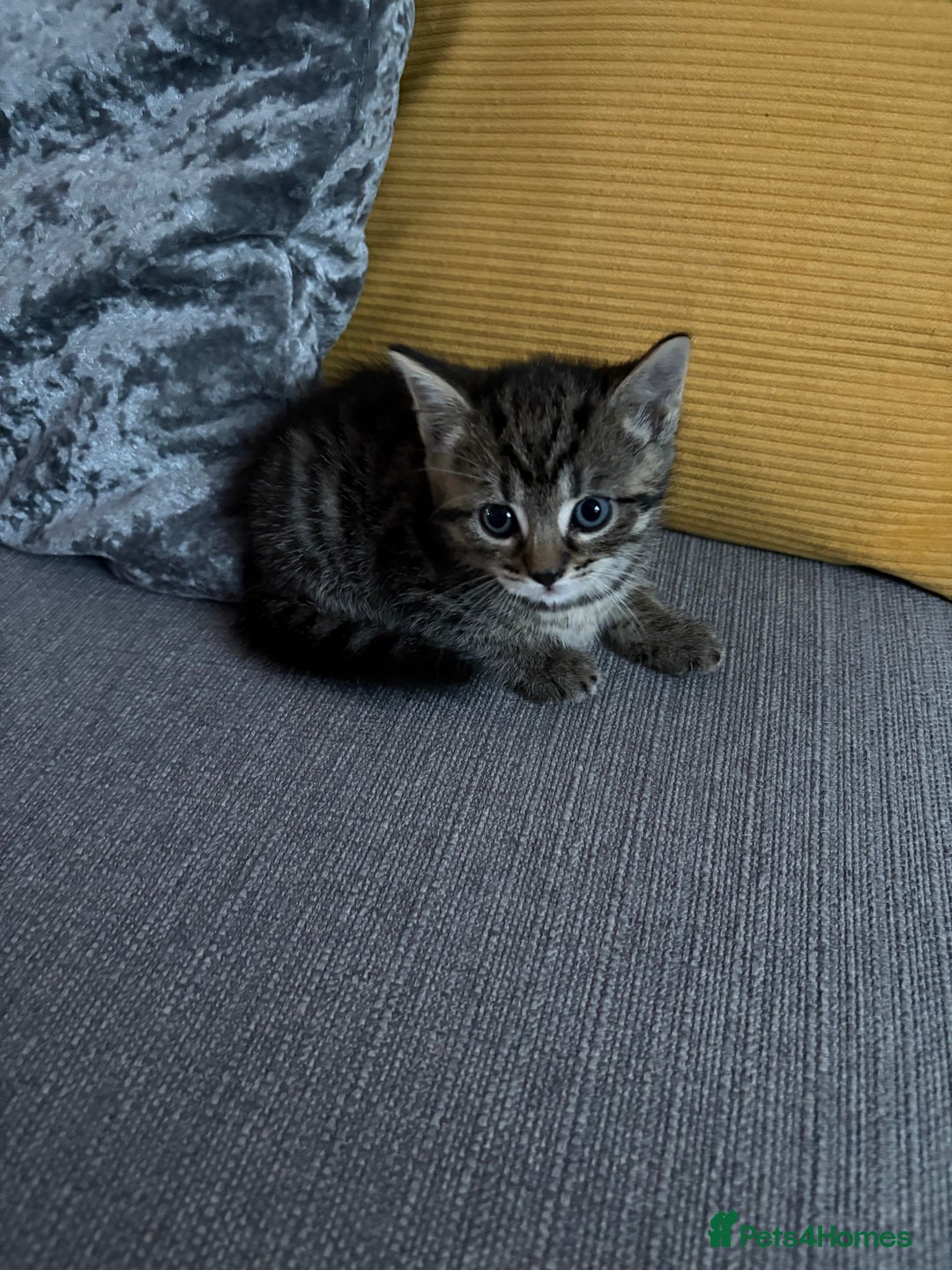 Mixed Breed cats for sale: 4 beautiful kittens for sale - Image 2