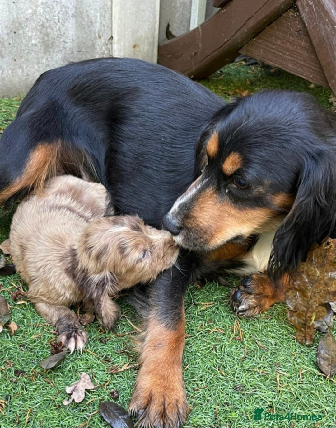 Cocker Spaniel dogs for sale: 6 beautiful cocker spaniel puppies  - Advert 2