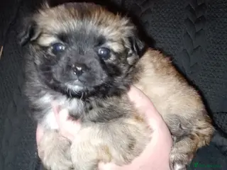 Chihuahua dogs Chihuahua puppies can be seen with mum and dad - Advert 2