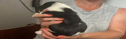 Basset Hound dogs for sale: Stunning KC Basset Hound Pups - Advert 13