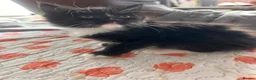 Mixed Breed cats for sale: Kittens  - Advert 28