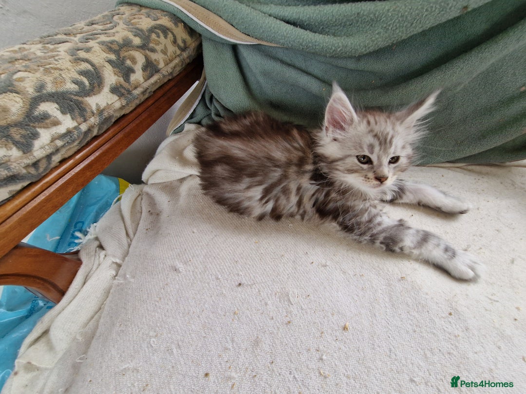 Maine Coon cats for sale: Beautiful maine coon kittens  - Image 20