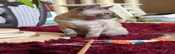 Bengal cats for sale: Seal Solid Silver Mink Bengals ❤️ - Advert 8