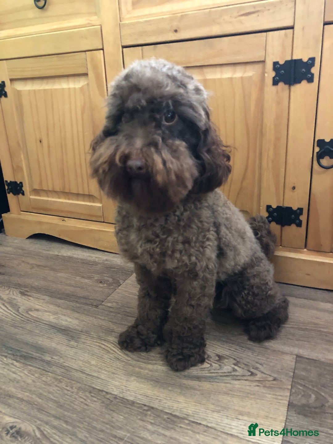 Cavapoo dogs for sale: F1 Cavapoo puppies 1 male 2 females - Advert 9