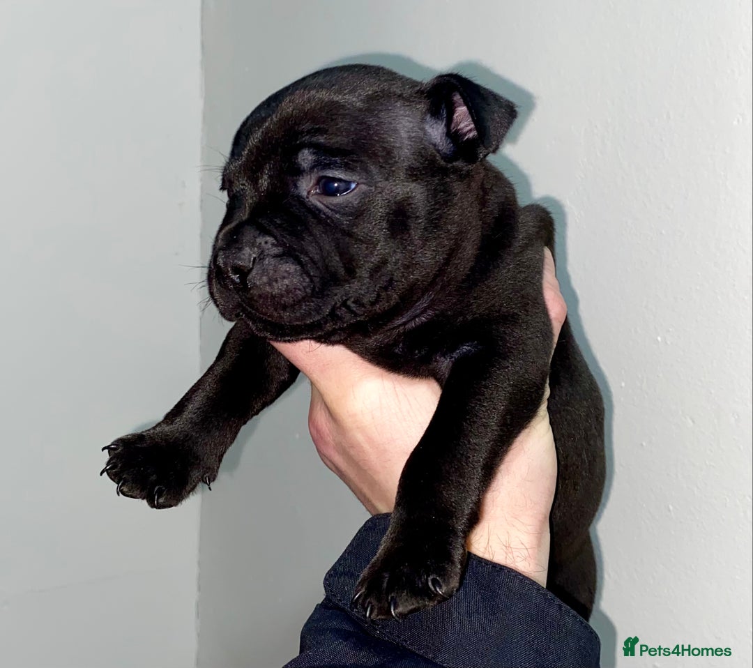 Staffordshire Bull Terrier dogs for sale: Full black Show Quality Staffy pups (Kassius Pup)  - Advert 2