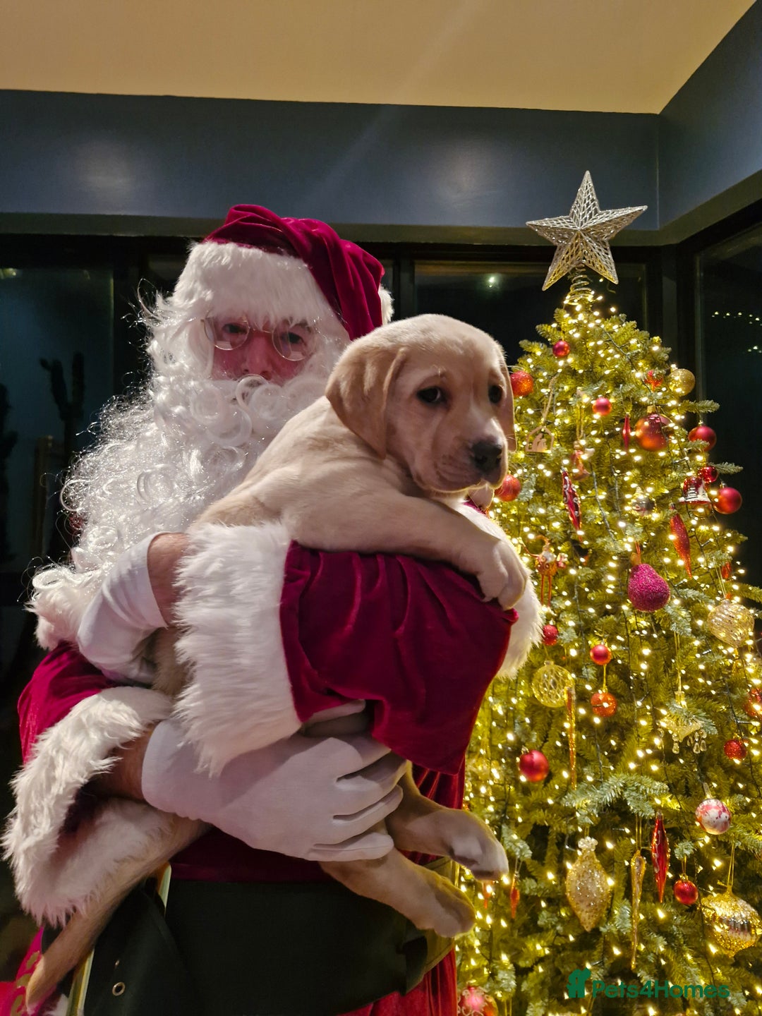 Labrador Retriever dogs for sale: Only 1 female left - Advert 8