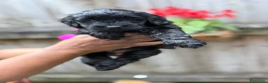 Ebony 