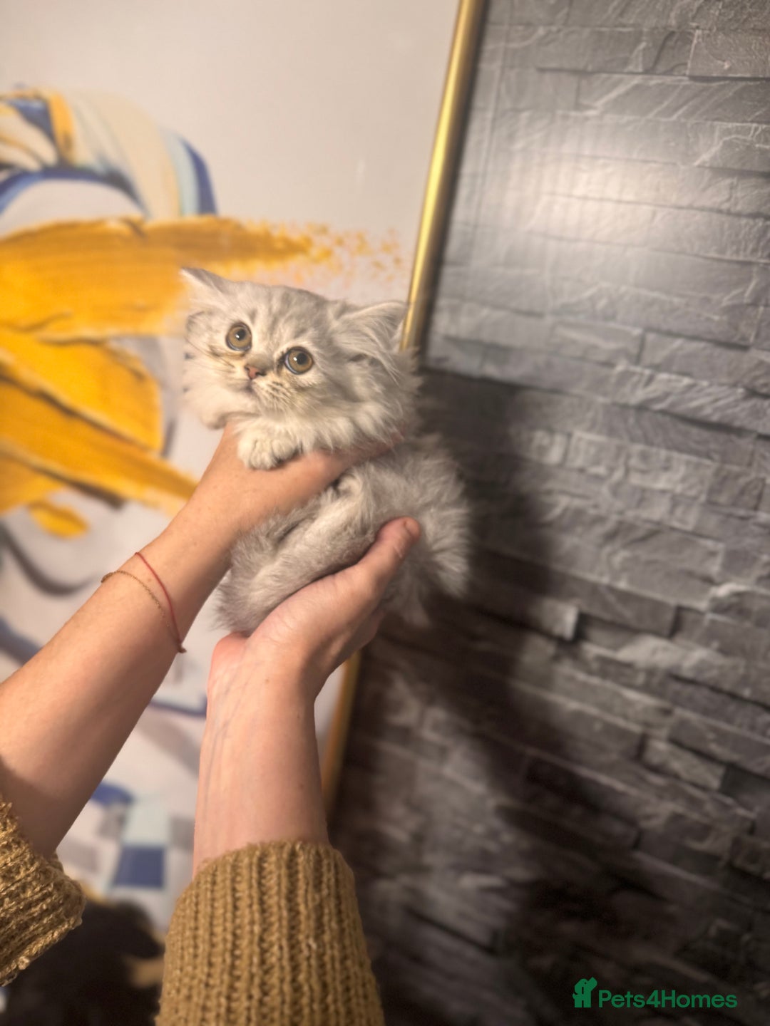 British Longhair cats for sale: British Long Hair Kittens - Image 26