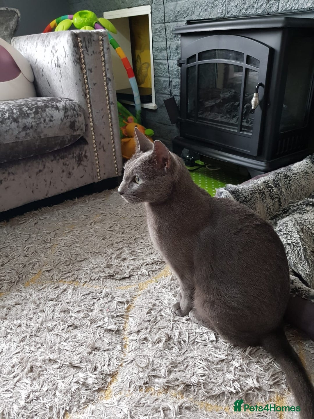 Russian Blue cats for sale: Last gorgeous male Russian blue  - Advert 10