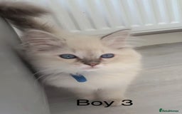 Ragdoll cats for sale: Ragdoll kittens for sale - Image 10